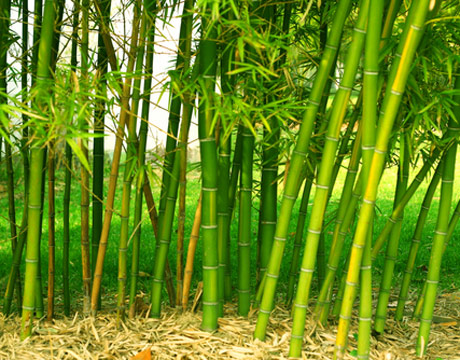 Bamboo A Viable Alternative To Tobacco Young Farmers Clubs